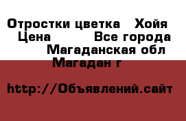 Отростки цветка  “Хойя“ › Цена ­ 300 - Все города  »    . Магаданская обл.,Магадан г.